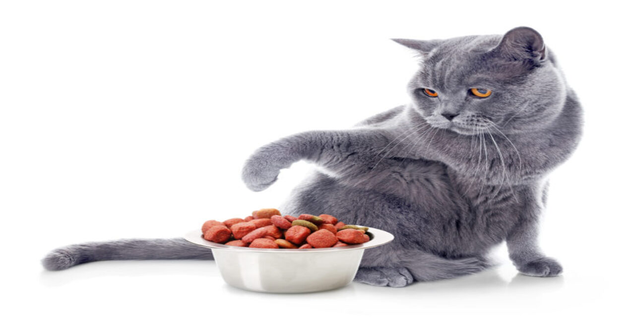 alimentation-chat