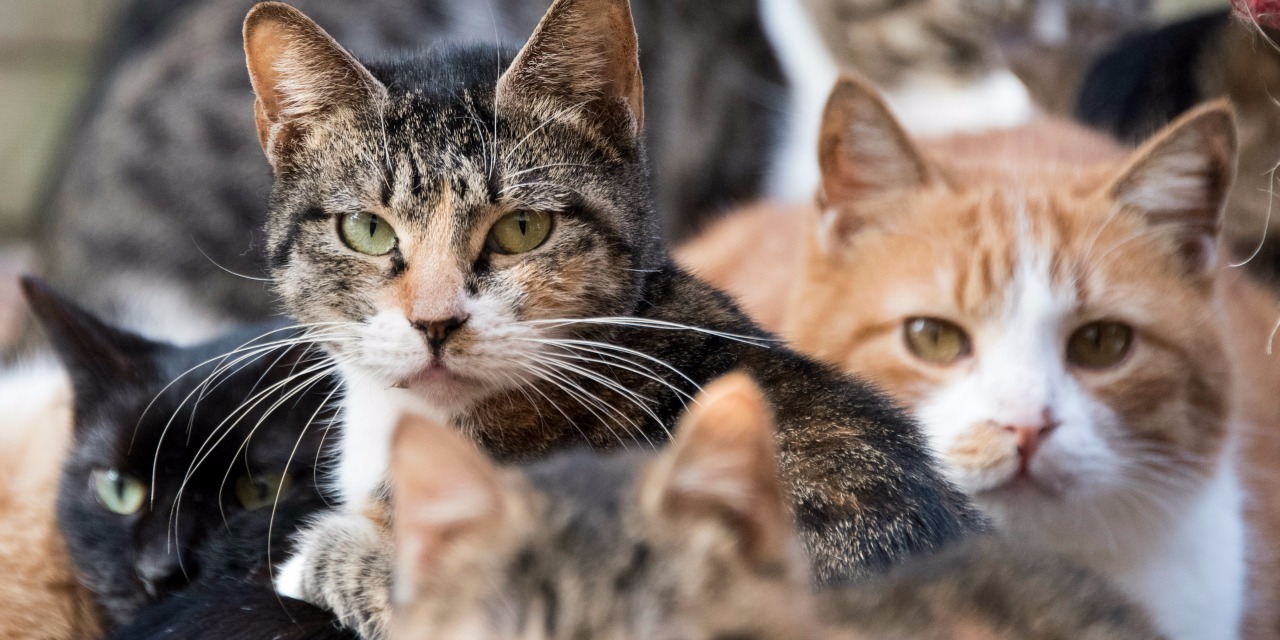 bar-chat-populaire