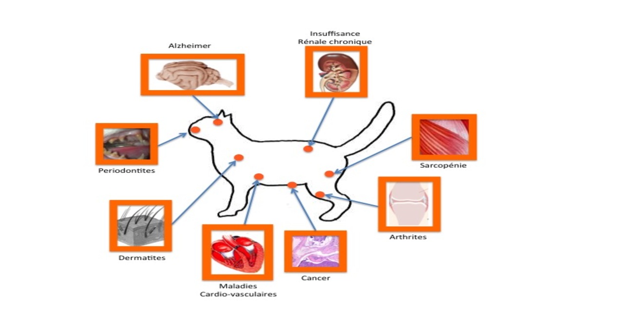 maladie-chat3